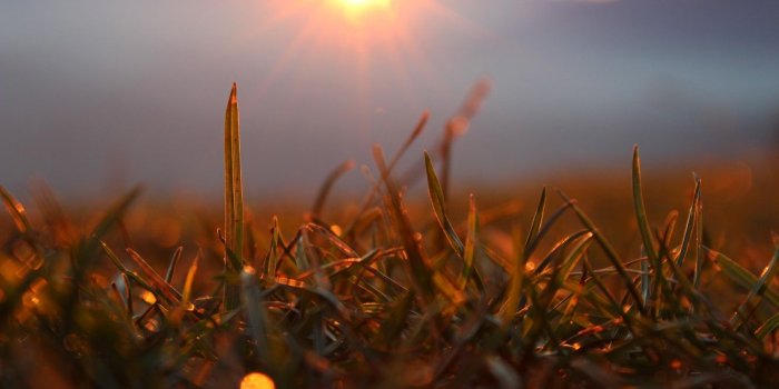 1332x850 Wallpaper forest, grass, the sun, macro, rays, sunset, mountains