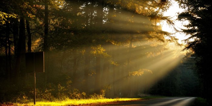 2560x1600 Morning Sun Rays In The Forest Wallpaper - Sun Rays (#1952138) - HD
