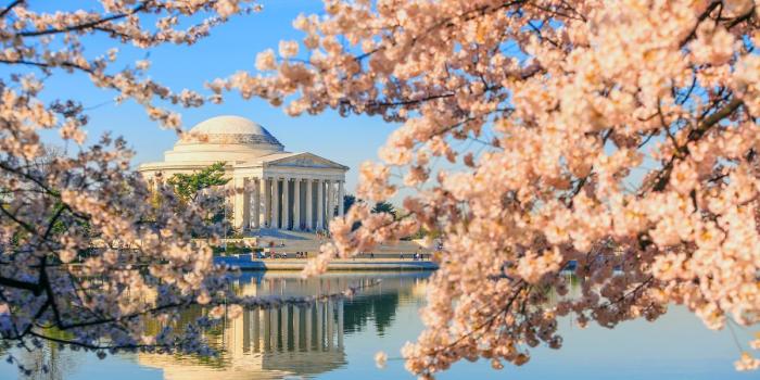 1200x800 Cherry Blossom Festival in D.C. is under a month away: But peak