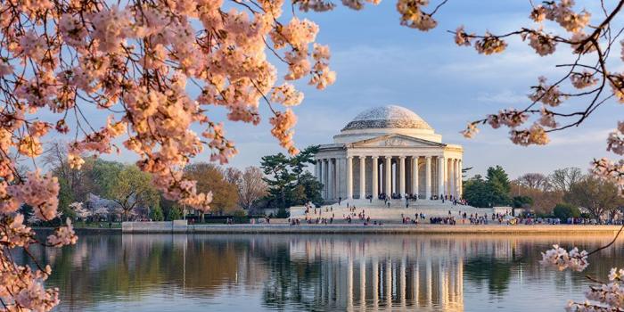 1024x768 Washington DC Cherry Blossom Wallpapers - Top Free Washington DC