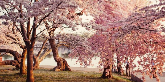 1920x1080 Cherry Blossom Desktop Wallpapers Wallpaper | Computer wallpaper in