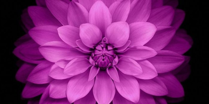 750x1334 Flower iPhone Wallpapers - Top Free Flower iPhone Backgrounds