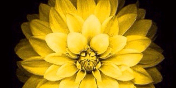 750x1334 How do I get the iPhone 6 flower wallpaper from the Apple website
