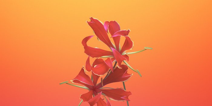 2732x2732 Download Directions For Iphone And Ipad - Iphone Flower Wallpaper