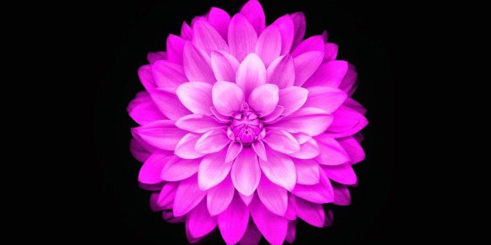 1600x1600 65+ Flower 6 Lotus iPhone Wallpapers - Download at WallpaperBro