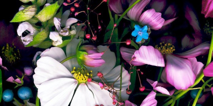 1125x2436 Flower iPhone Wallpapers - Top Free Flower iPhone Backgrounds
