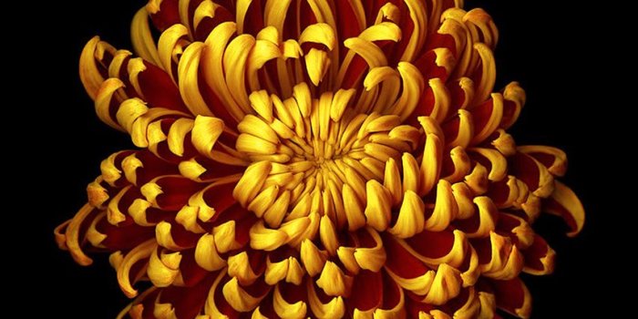 852x1608 iOS 8 style flowers wallpapers for iPhone