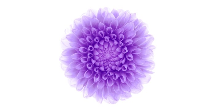 2732x2732 ac95-wallpaper-apple-iphone6-plus-ios8-flower-purple-wallpaper
