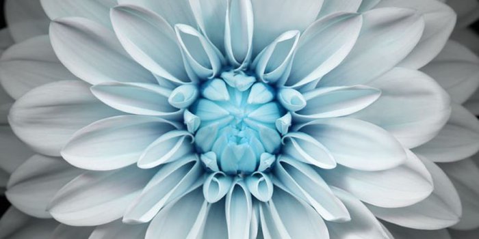890x1590 Top 10 Punto Medio Noticias | Apple Iphone 6 Wallpaper Flower