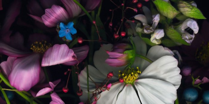 1242x2208 iPhonePapers - ad15-wallpaper-apple-ios8-iphone6-flower