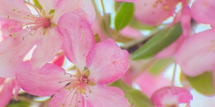 750x1334 Beautiful pink apple flowers, twigs, spring 750x1334 iPhone 8/7/6/6S