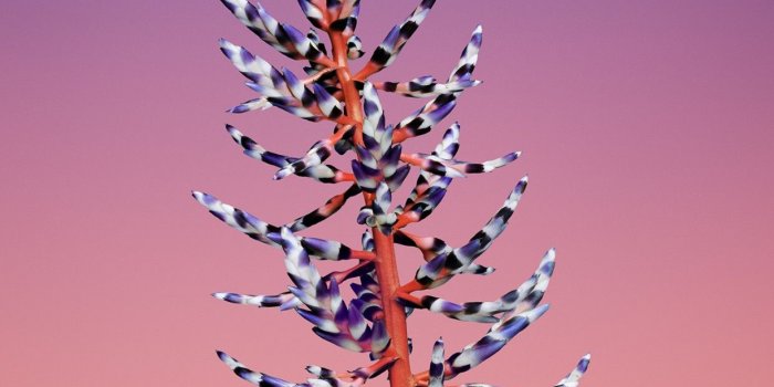 1242x2208 iOS 11, Flower, blue, abstract, apple, wallpaper, iPhone x, iphone 8