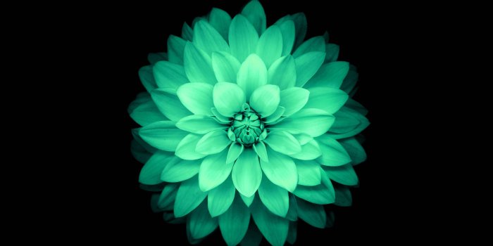 3840x2160 Iphone Flower Wallpaper 4k - Flowers Healthy