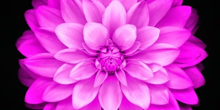 1368x855 Apple Flower Apple iphone 6 flower hd wallpaper flowers healthy