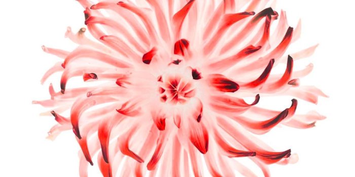 1398x2592 Apple Flower Apple wallpaper iphone 6s 4k wallpapers for free - Free