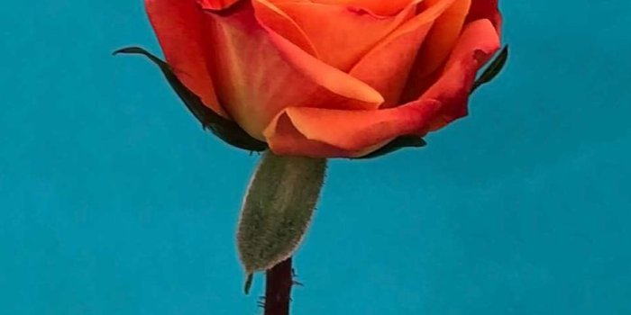 1125x2436 Apple iPhone X Wallpapers – iOSwall | ssss in 2019 | Rose wallpaper