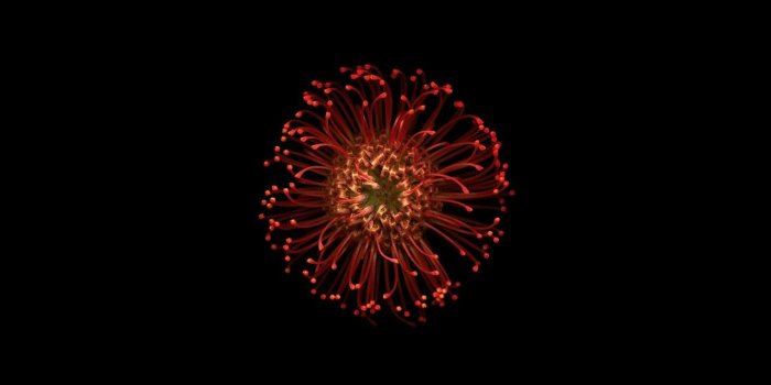1332x850 Wallpaper Apple, iPhone, Black, Flower, iOS 8 images for desktop