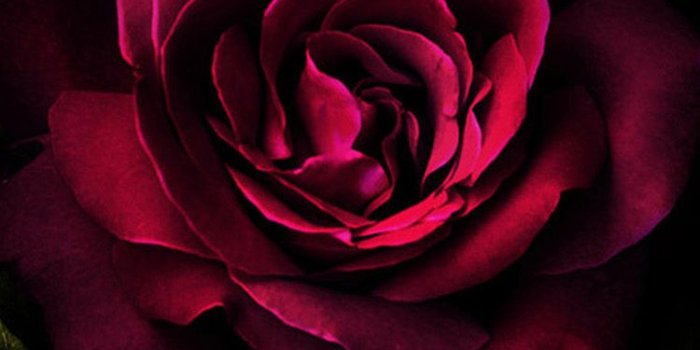 750x1334 Apple Iphone Flower Wallpaper Hd - Flowers Healthy