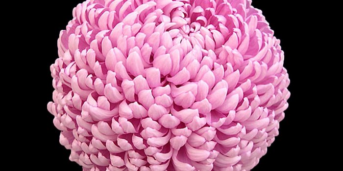 1412x2662 Iphone 8 Flower Wallpaper Hd - Flowers Healthy