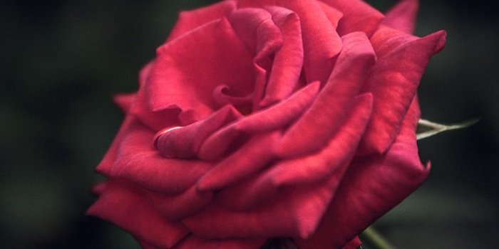 750x1334 iPhone6papers.com | iPhone 6 wallpaper | my31-rose-flower-red-love