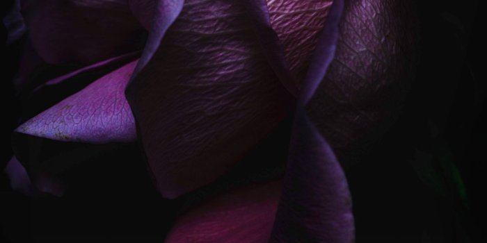 1080x1920 Iphone 6 Purple Flower Wallpaper Hd - Flowers Healthy