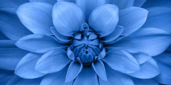 890x1590 Iphone 6 Parallax Wallpaper - Apple Watch Flower Background (#17768