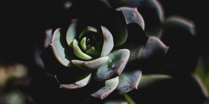750x1334 iPhonepapers.com | iPhone wallpaper | nu94-flower-dark-green-nature