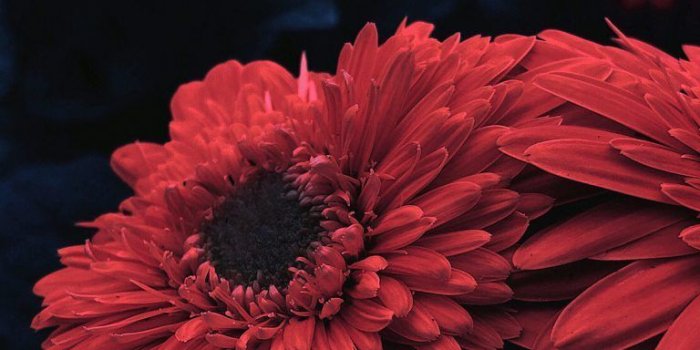 768x1664 Red flower for iPhone x – iOSwall | Wallpapers in 2019 | Red flower