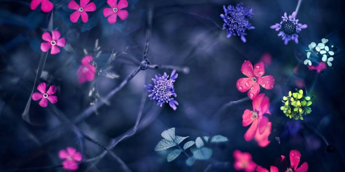 1920x1200 Nice flowers Apple iPhone s hd wallpapers available for free
