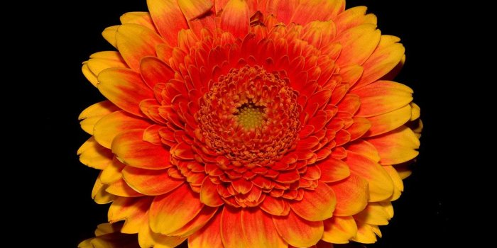 1125x2436 iPhoneXpapers.com | iPhone X wallpaper | nd66-flower-red-dark