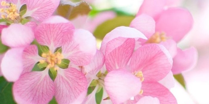750x1334 Pink apple flowers bloom, spring 750x1334 iPhone 8/7/6/6S wallpaper