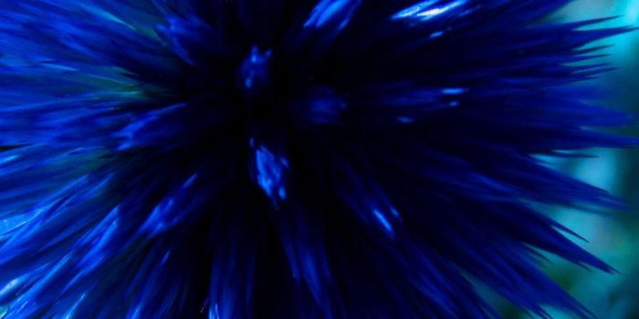 1350x2400 Download Chardon, 5k, 4k wallpaper, 8k, flowers, blue #24581 Apple