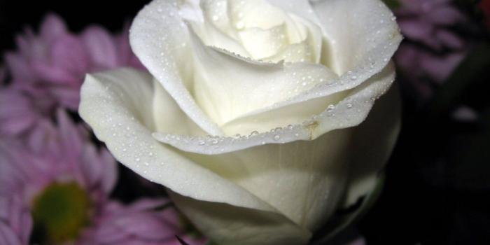 1280x720 Awesome, White, Rose, Flower, Wide, Wallappers, In, HD, Free