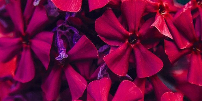 750x1334 iPhonepapers.com | iPhone wallpaper | nc58-nature-flower-red-blossom