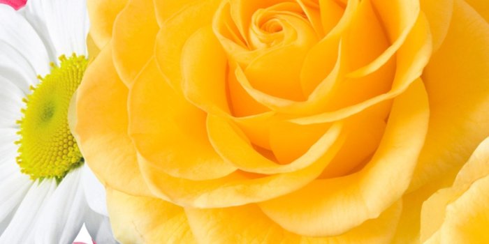 1440x2560 2539 Flower Apple/iPhone SE (640x1136) Wallpapers