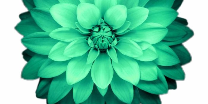 920x1071 flower #flowers #green #emeraldgreen - Apple Flower Wallpaper Iphone