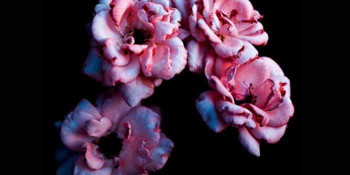 1080x1920 Flowers Wallpaper For Iphone X - Flowers Healthy