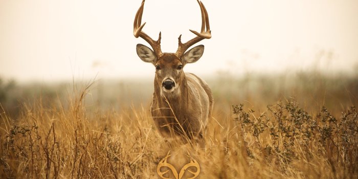 2560x1600 Realtree Deer Wallpaper ·① WallpaperTag