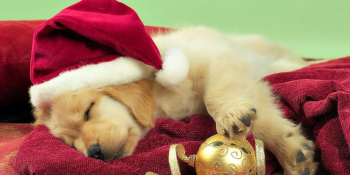 1920x1080 62+ Christmas Puppies Wallpapers on WallpaperPlay