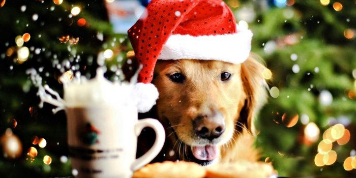 1920x1080 62+ Christmas Puppies Wallpapers on WallpaperPlay