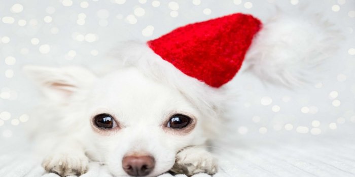 1920x1200 62+ Christmas Puppies Wallpapers on WallpaperPlay