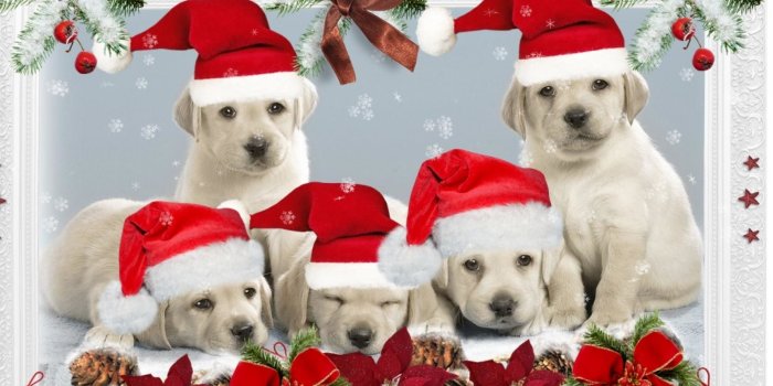 1920x1080 Puppy Christmas Wallpaper (60+ images)