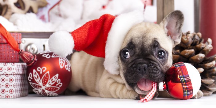 5000x3333 Cute Puppy Christmas Background | Gallery Yopriceville - High