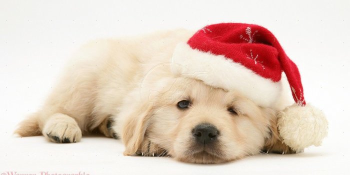 1555x843 Top 10 Punto Medio Noticias | Puppy Christmas Desktop Background