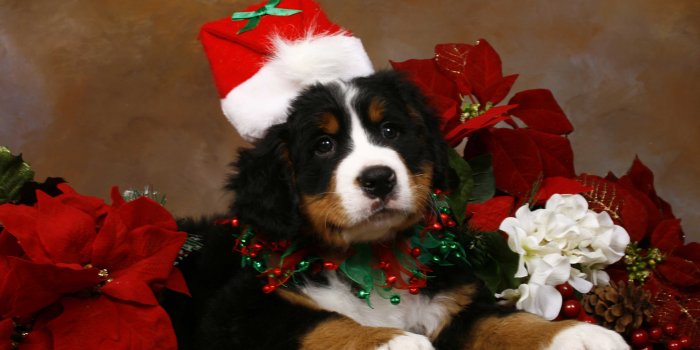 3888x2592 Cute Christmas Animal Wallpapers - Top Free Cute Christmas Animal