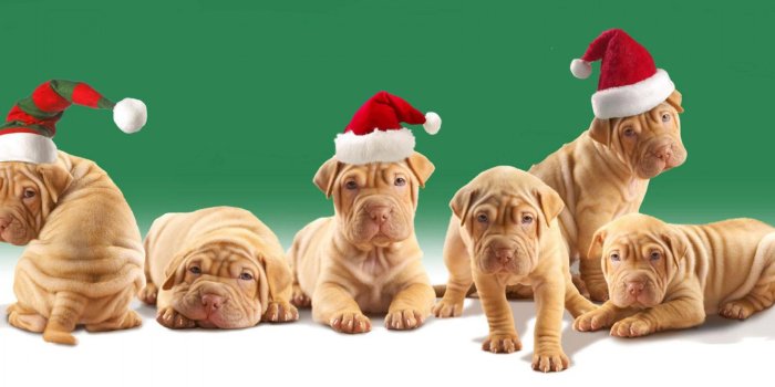 1920x1200 46+] Christmas Puppy Wallpaper for Computer on WallpaperSafari