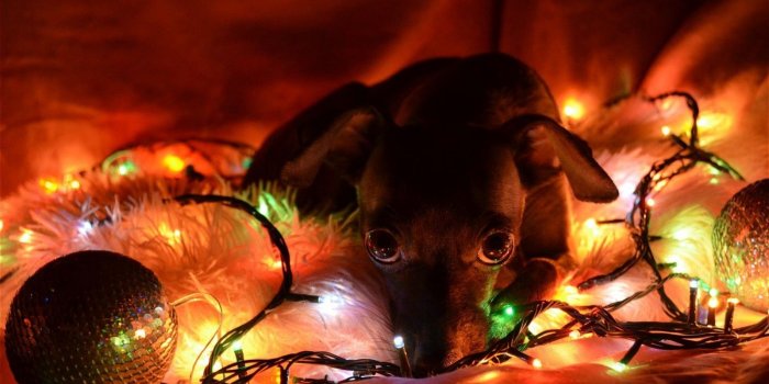 1600x900 Christmas Puppy HD desktop wallpaper : Widescreen : High Definition