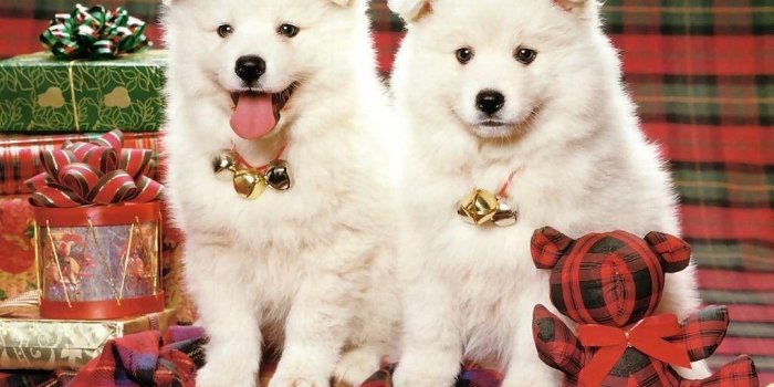 1024x768 Christmas Puppy Wallpapers