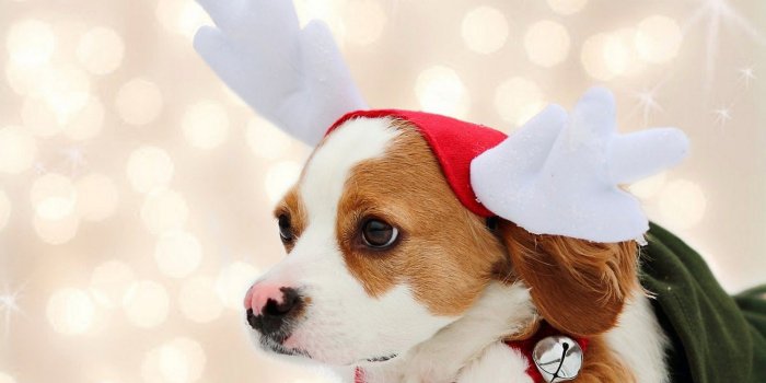 1600x1000 Free download Wallpaper of a cute christmas dog at christmas time A