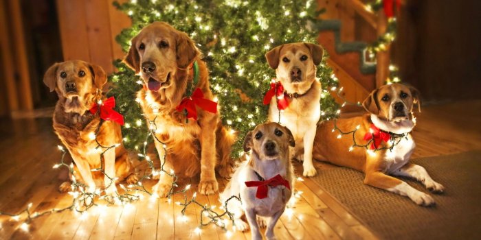 2560x1600 Christmas Dogs Wallpapers (51+ images)